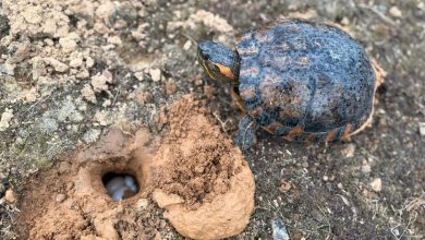 Tartaruga-tigre é flagrada colocando ovos às margens da rodovia entre Timbó e Rio dos Cedros