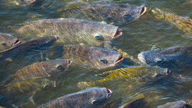 Santa Catarina contesta proposta que classifica espécies produtivas como invasoras