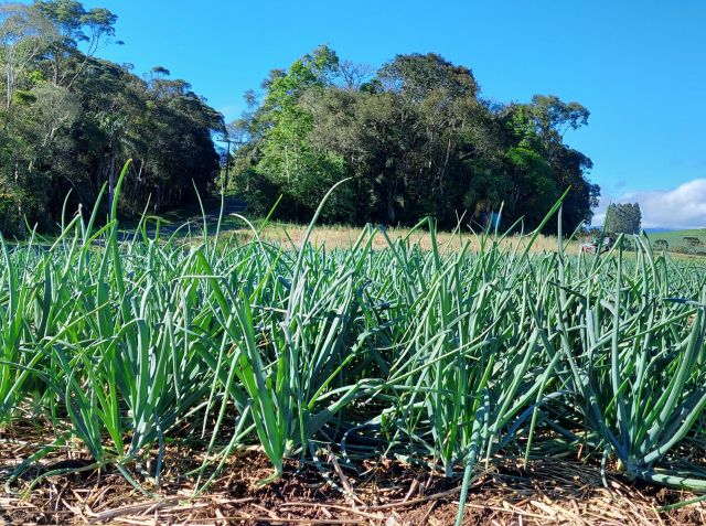Produção de cebola em Santa Catarina deve atingir 594 mil toneladas na safra 2025/26; aumento será o maior dos últimos anos
