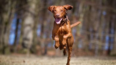 Santa Catarina proíbe cães soltos em vias públicas e reforça proteção aos animais