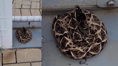 Cobra jararacuçu é resgatada em residência de SC; espécie está entre as mais venenosas do Brasil