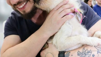 Norte Shopping promove feira de adoção pet neste fim de semana