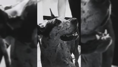 Em Navegantes, uma cadela da raça Dogue Alemão que havia sido retirada de casa após denúncias de abuso sexual voltou para a guarda do filho do homem investigado