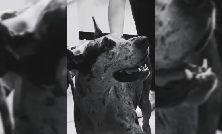 Em Navegantes, uma cadela da raça Dogue Alemão que havia sido retirada de casa após denúncias de abuso sexual voltou para a guarda do filho do homem investigado