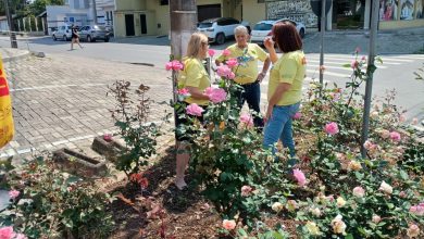 Casal transforma esquina esquecida em um jardim de flores em Indaial