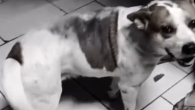 Homem é preso em Apiúna por maus-tratos e abuso sexual contra cachorro