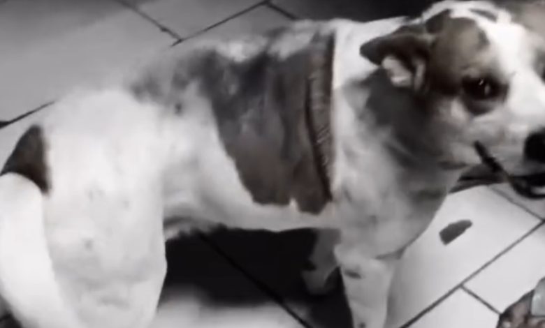 Homem é preso em Apiúna por maus-tratos e abuso sexual contra cachorro
