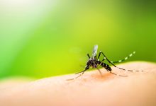 Blumenau soma 398 casos confirmados de dengue em 2025