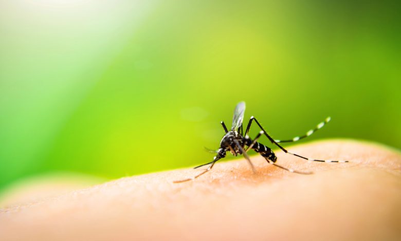 Blumenau soma 398 casos confirmados de dengue em 2025
