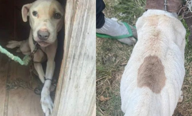 Homem é condenado por maus-tratos a cadela mantida em condições cruéis em SC