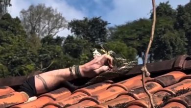 Biólogo sofre mordida de caninana enquanto capturava serpente em Jaraguá do Sul