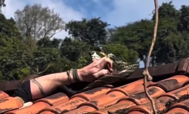 Biólogo sofre mordida de caninana enquanto capturava serpente em Jaraguá do Sul