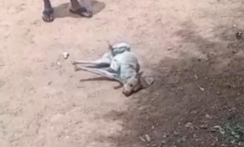 Policial militar salva cachorro de rua de possível mal súbito durante evento social 