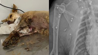 Cadela é encontrada com mais de 20 projéteis de chumbinho no corpo em Gaspar