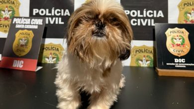 Homem é preso por receptação de cachorro furtado em Blumenau