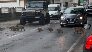Capivaras interrompem o trânsito em SC e viram atração nas redes sociais