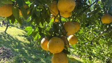 Timbó valoriza agricultura local e reforça alimentação escolar saudável