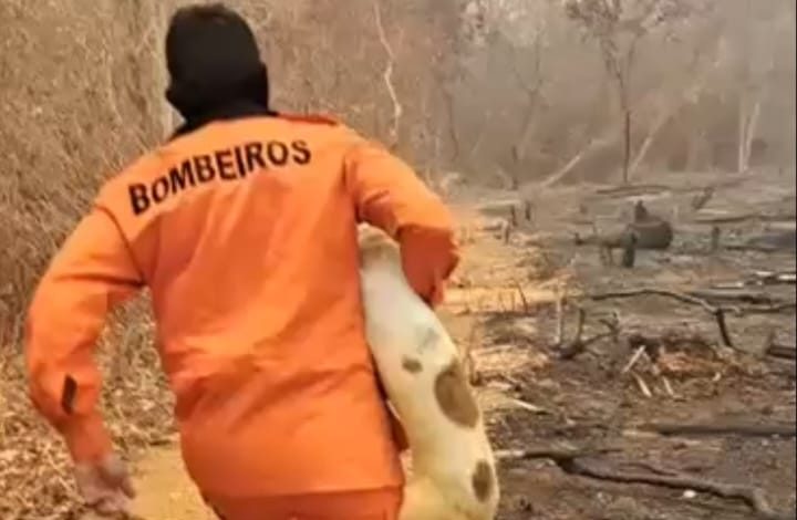 Coragem em ação: bombeiro salva cachorro preso em meio ao fogo no interior do Piauí