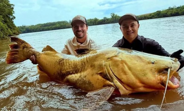Jaú de 100 quilos fisgado no Rio Ivaí pode bater recorde nacional de pesca