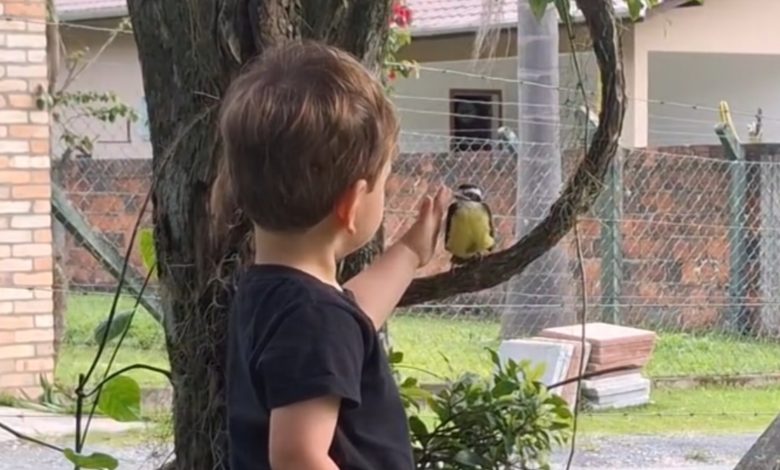 Criança de Brusque conquista a web ao “conversar” com Bem-te-vi