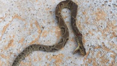 Trabalhador é picado por jararaca enquanto atuava em obra em Blumenau