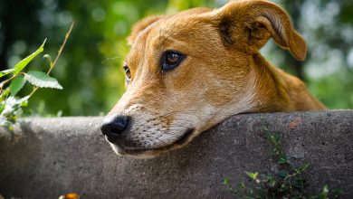 SC aprova lei que proíbe cães soltos nas ruas e prevê multa de até R$ 20 mil