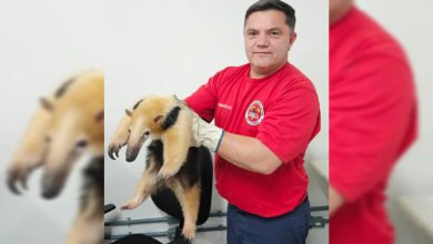 Tamanduá-mirim é resgatado dentro de casa em Blumenau