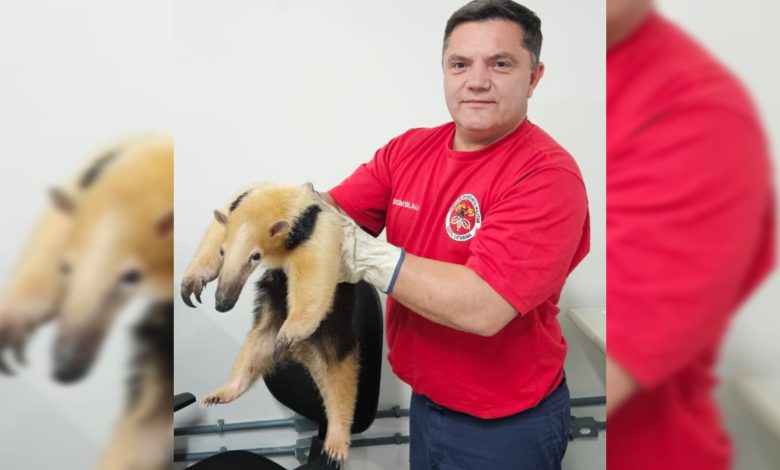 Tamanduá-mirim é resgatado dentro de casa em Blumenau