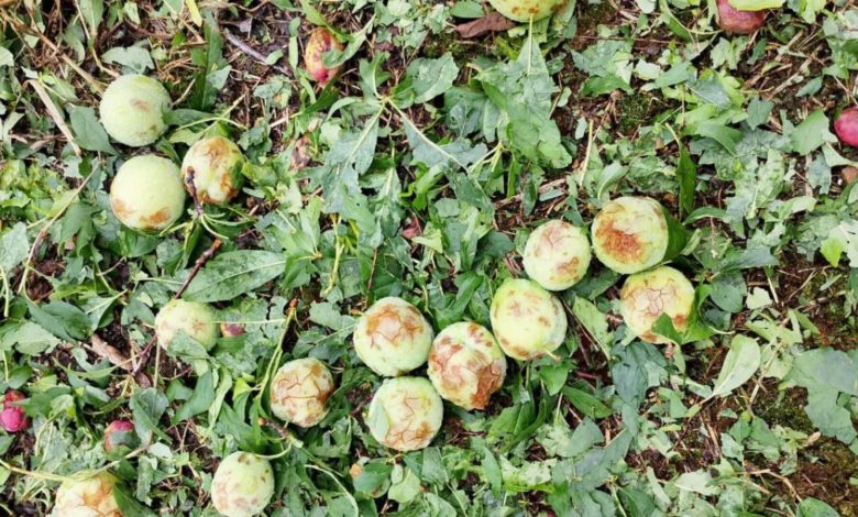 Temporal devasta áreas rurais e gera perdas milionárias em SC e RS