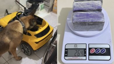 Cão farejador encontra maconha escondida em carrinho infantil durante operação em SC