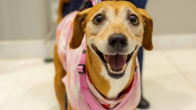 Norte Shopping promove Pet Day com feira de adoção, corrida e fotos natalinas com pets neste sábado (29)