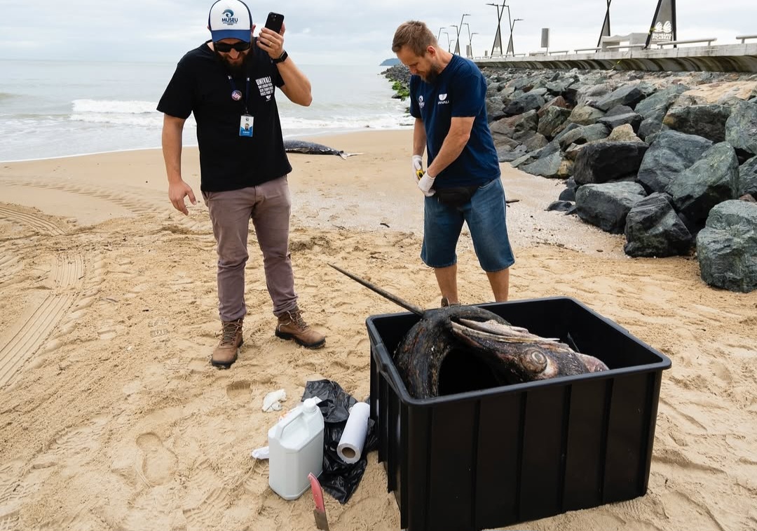 Preso a um pneu, gigante dos mares é achado morto em praia de SC