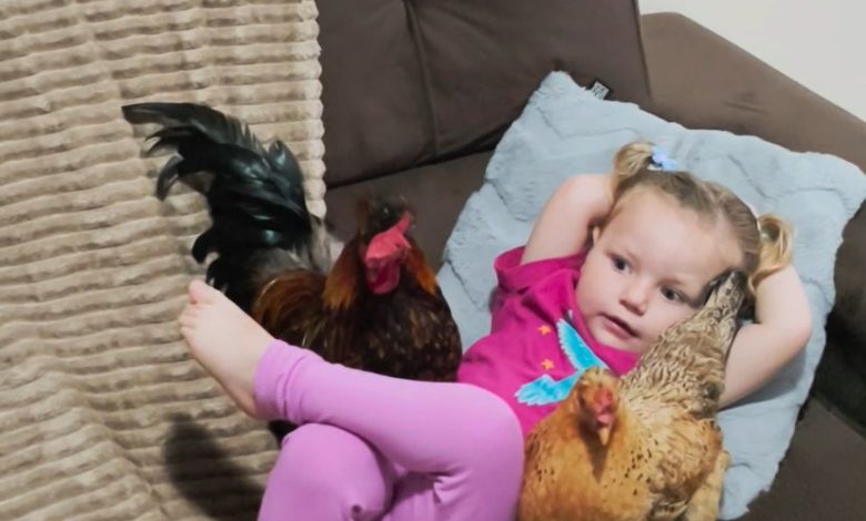 “Calorzinho lá fora? Aqui é luxo!” — Menina de 2 anos viraliza ao relaxar no sofá com suas galinhas de estimação