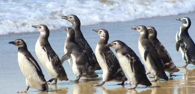 De volta ao lar: pinguins resgatados em SC são soltos após três meses de reabilitação