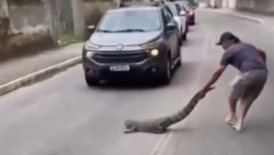 Jacaré interrompe trânsito em SC e morador retira animal da rua para evitar acidente