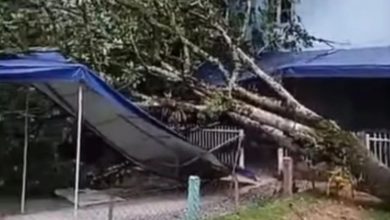 Queda de árvore em CEI mobiliza equipes durante ventania em Blumenau