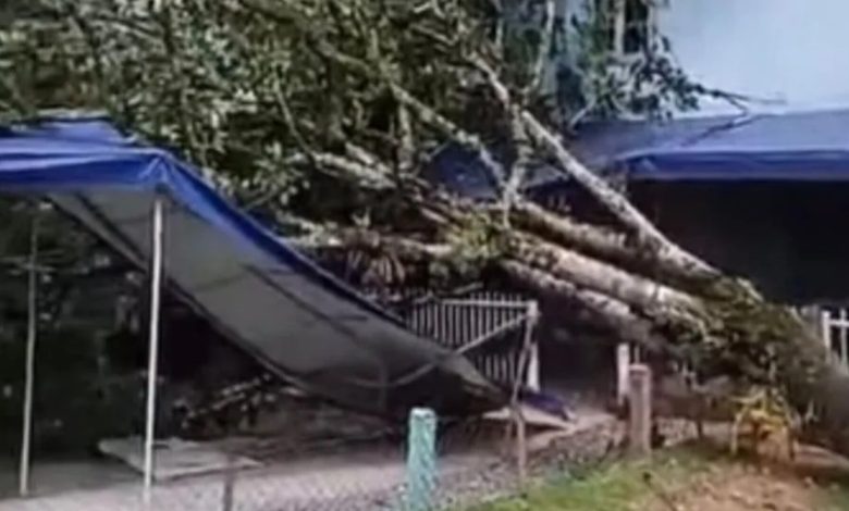 Queda de árvore em CEI mobiliza equipes durante ventania em Blumenau