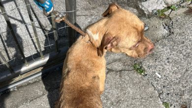 Pitbull é resgatada desnutrida e infestada por pulgas após denúncia em Blumenau; tutor é preso