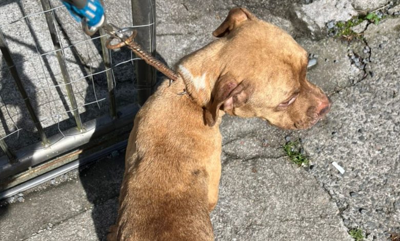 Pitbull é resgatada desnutrida e infestada por pulgas após denúncia em Blumenau; tutor é preso