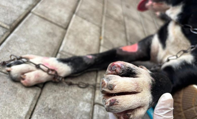 Homem é preso em Blumenau por maus-tratos após arrastar cachorro por cerca de um quilômetro