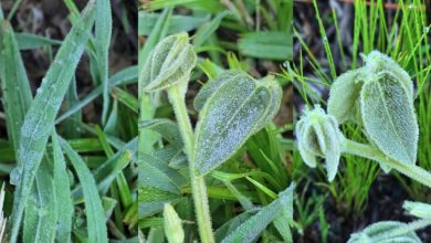 Amanhecer congelante transforma paisagem e leva a Serra Catarinense às menores temperaturas do dia