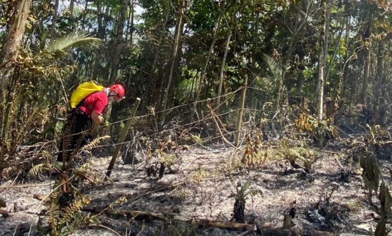 Incêndio em área de vegetação mobiliza operação em terreno de difícil acesso em Pomerode