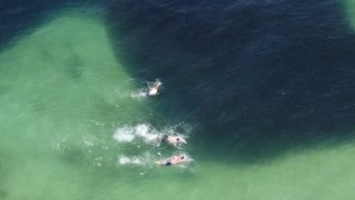 Drone registra banhistas nadando sobre grande cardume em praia do Rio