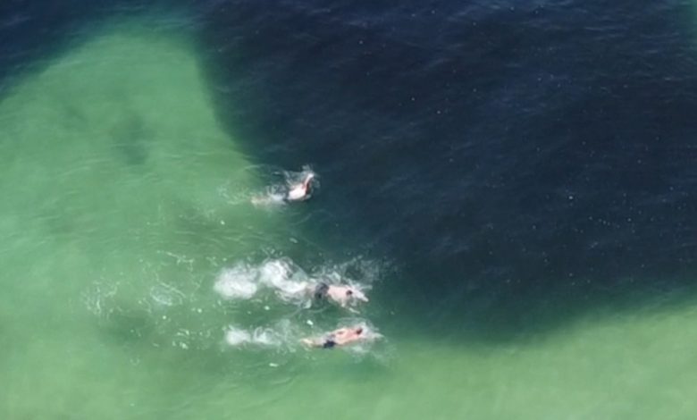 Drone registra banhistas nadando sobre grande cardume em praia do Rio