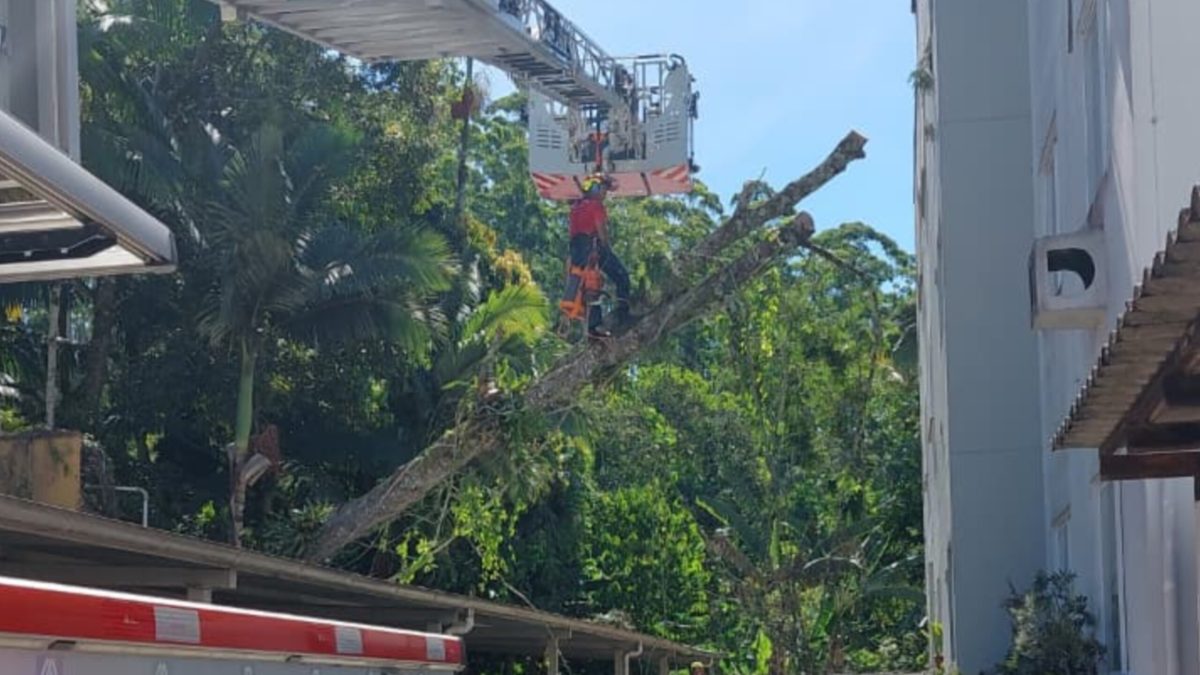 Árvore de cerca de 20 metros cai sobre condomínio em Blumenau após fortes chuvas