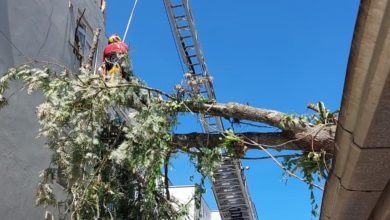 Árvore de cerca de 20 metros cai sobre condomínio em Blumenau após fortes chuvas