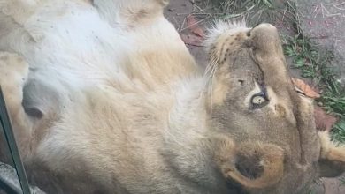 Leoa aparece tranquila em vídeo gravado na Bica momentos antes do ataque