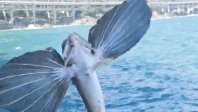 Peixe voador surpreende pescador em SC e salto acrobático vira vídeo viral