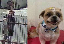 Homem age na cara dura e furta dois Shih Tzu de residência em Timbó