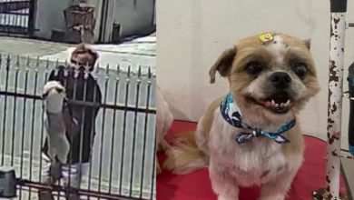 Homem age na cara dura e furta dois Shih Tzu de residência em Timbó